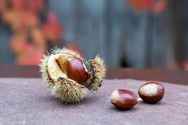 Châtaignier Coquille Sur Une Table Rouillée — Photo