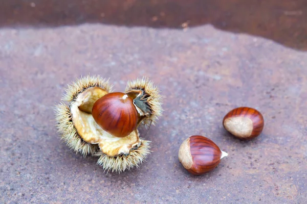 Sweet Chestnut Shell Rusty Table — Stock Photo, Image