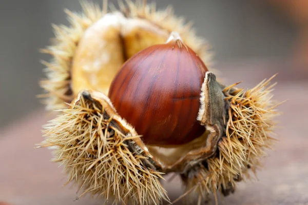 Châtaignier Coquille Sur Une Table Rouillée — Photo