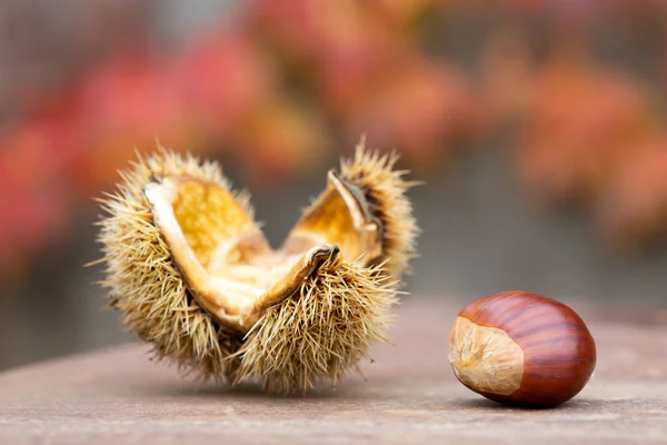 Castanha Doce Concha Uma Mesa Enferrujada — Fotografia de Stock