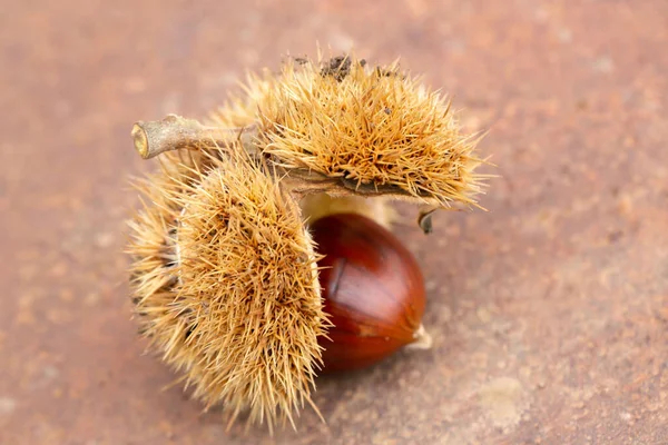 Castanha Doce Concha Uma Mesa Enferrujada — Fotografia de Stock