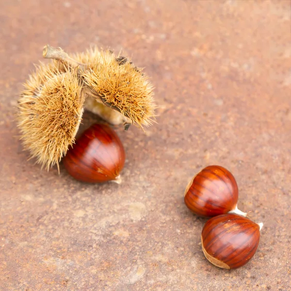 Sweet Chestnut Shell Rusty Table — Stock Photo, Image