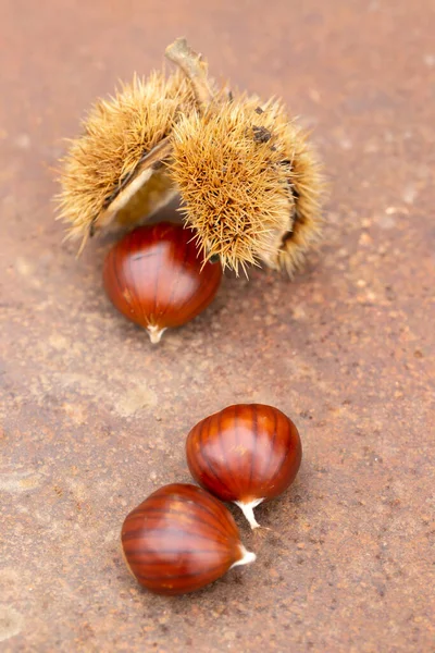 Sweet Chestnut Shell Rusty Table — Stock Photo, Image