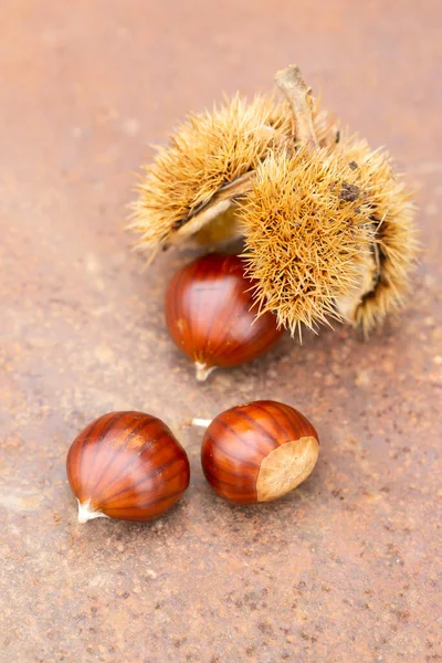 Castaño Dulce Concha Sobre Una Mesa Oxidada — Foto de Stock