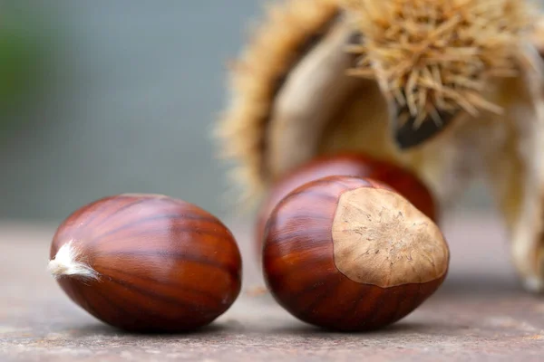 Sweet Chestnut Shell Rusty Table — Stock Photo, Image