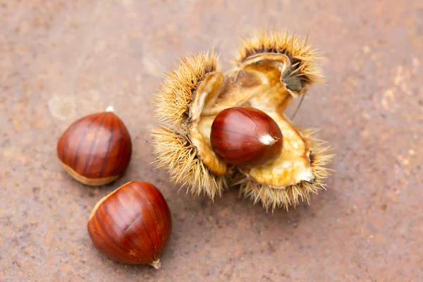 Castaño Dulce Concha Sobre Una Mesa Oxidada — Foto de Stock