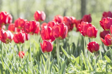 Grup doğal kökenli birçok kırmızı lale