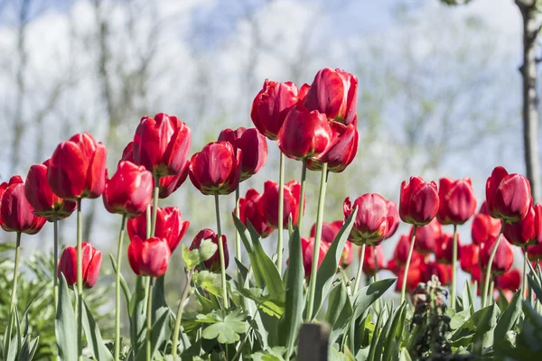 Group of many red tulips with natural background — Stock Photo, Image