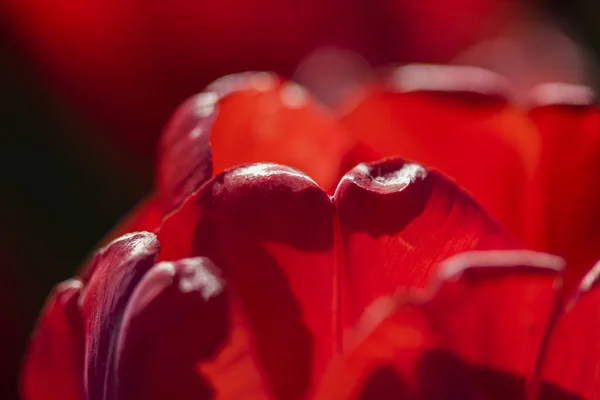 Foto astratta con petali di tulipano rosso — Foto Stock