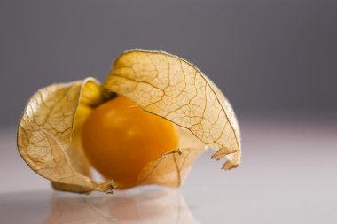 physalis peruviana meyve ile açık gri renkli ve yenilgileri closeup