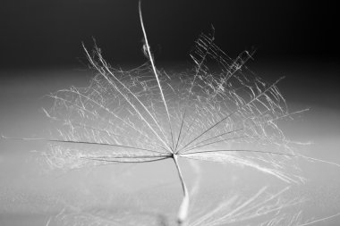 Ayrıntılar ve yansıma ile siyah beyaz karahindiba tohum