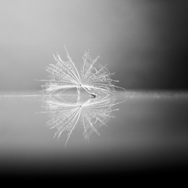 Ayrıntılar ve yansıma ile siyah beyaz karahindiba tohum