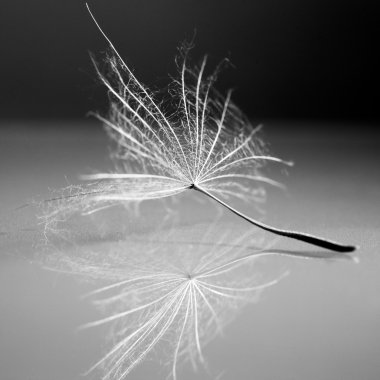 Ayrıntılar ve yansıma ile siyah beyaz karahindiba tohum