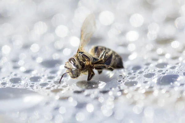 水滴内的温室和塑料表面上死的蜜蜂 — 图库照片