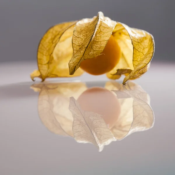 Primo piano dei frutti Physalis peruviana con fondo grigio chiaro e riflessi — Foto Stock