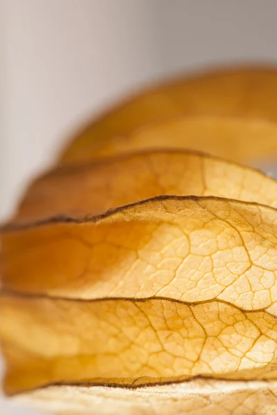 Closeup of Physalis peruviana fruits with light grey background and reflexions — Stock Photo, Image