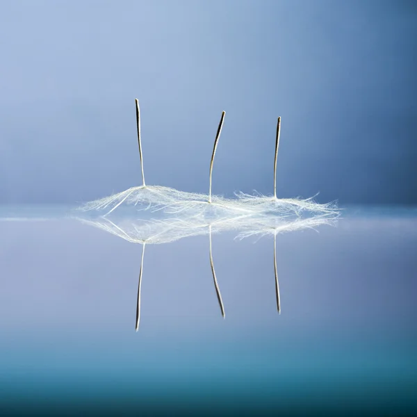 Løvetann-frø med detaljer og refleksjon – stockfoto