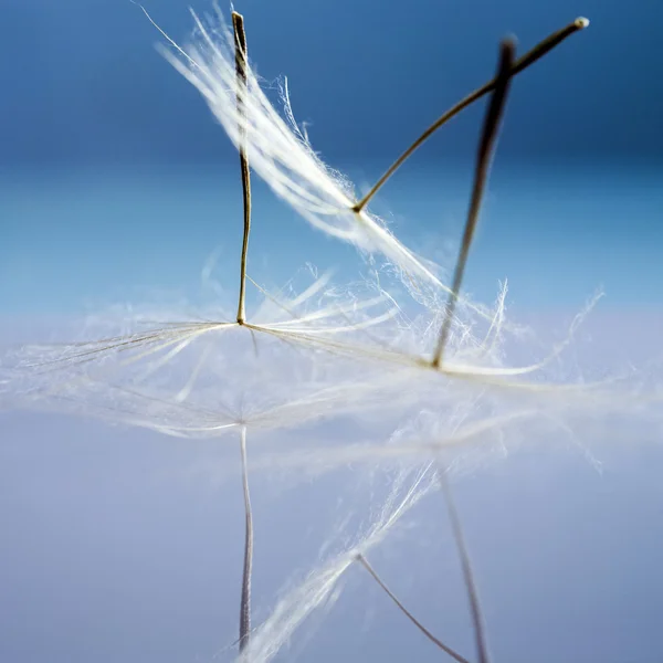 Dandelion seeds with details and reflexion — Stock Photo, Image