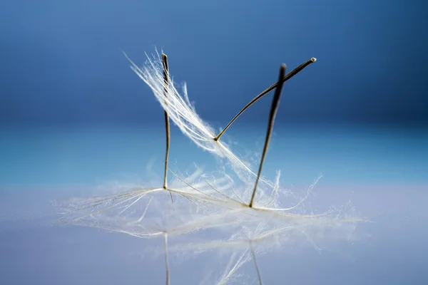 Sementes de dente de leão com detalhes e reflexão — Fotografia de Stock