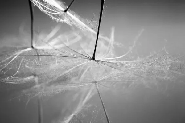 Black and white dandelion seeds with details and reflexion — Stock Photo, Image