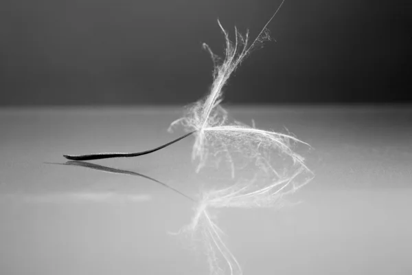 Black and white dandelion seeds with details and reflexion — Stock Photo, Image