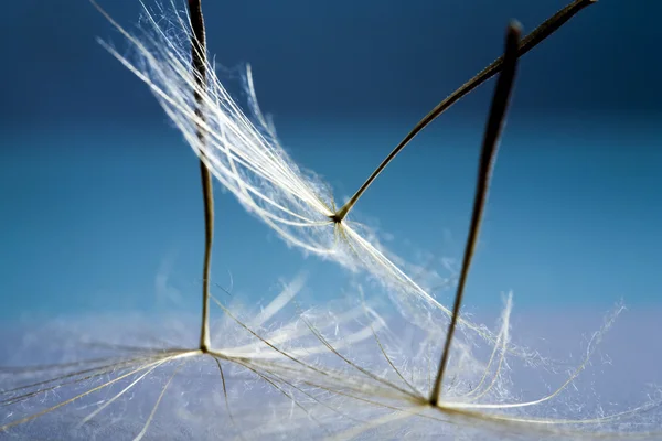 Dandelion seeds with details and reflexion — Stock Photo, Image