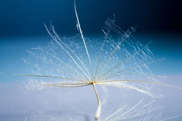 Dandelion seeds with details and reflexion — Stock Photo, Image