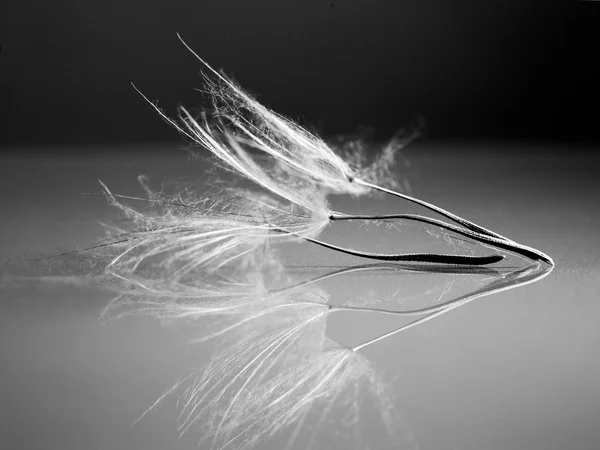 Black and white dandelion seeds with details and reflexion — Stock Photo, Image