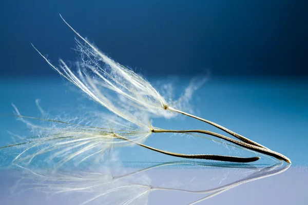 Löwenzahnsamen mit Details und Reflexion — Stockfoto