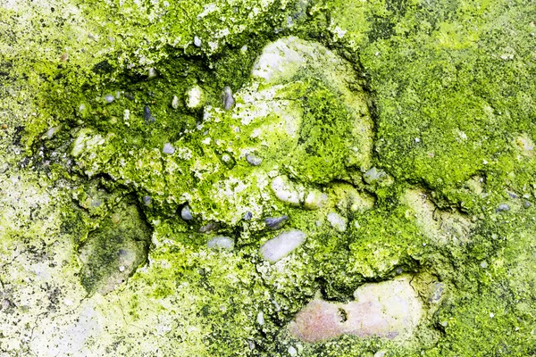 Very old stone texture with moss — Stock Photo, Image