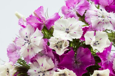 ahşap yüzeye ayrıntılarla güzel Çinli karanfil (dianthus chinensis)