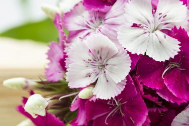 ahşap yüzeye ayrıntılarla güzel Çinli karanfil (dianthus chinensis)
