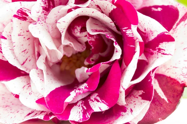 Rose colorée, belle, délicate avec des détails — Photo