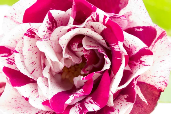 详细的色彩鲜艳、 美丽、 细腻的玫瑰 — 图库照片