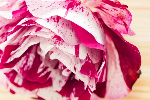 Rosa colorida, bonita, delicada com detalhes — Fotografia de Stock