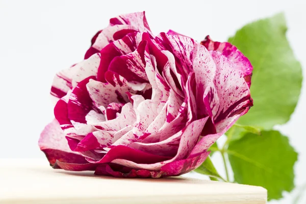 Rosa colorata, bella, delicata con dettagli — Foto Stock