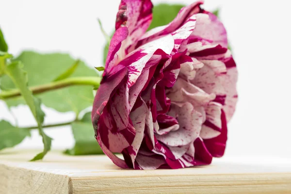 Rose colorée, belle, délicate avec des détails — Photo