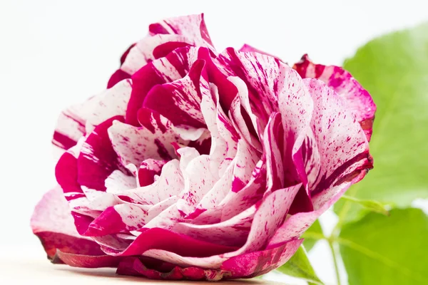 Rosa colorata, bella, delicata con dettagli — Foto Stock