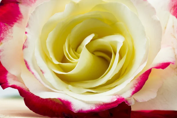 Rosa colorida, bonita, delicada com detalhes — Fotografia de Stock