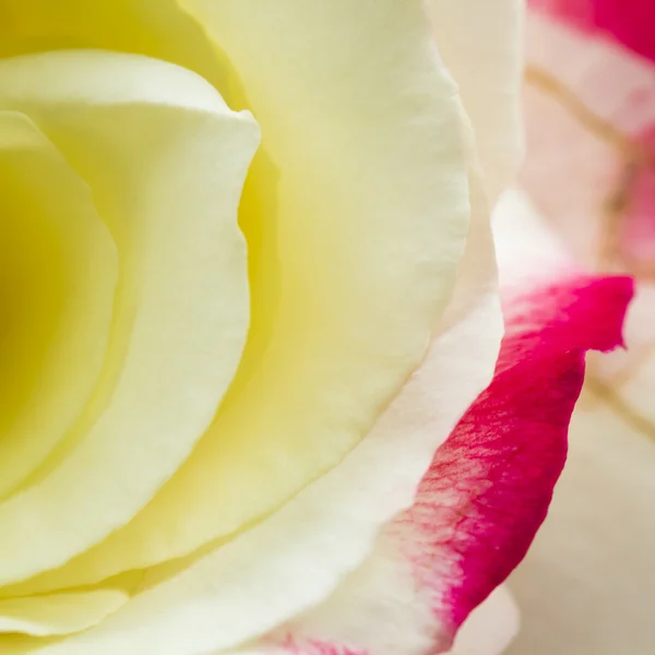 Kleurrijke, mooie, delicate rose met details — Stockfoto