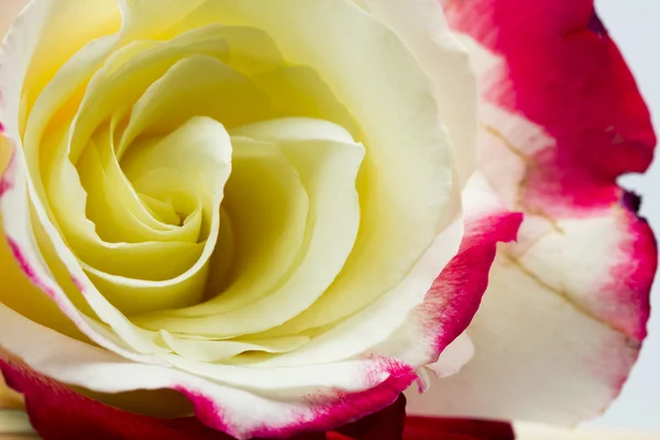 Rosa colorida, hermosa, delicada con detalles —  Fotos de Stock