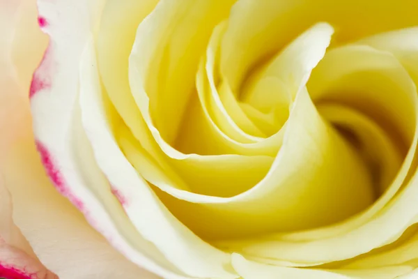 Kleurrijke, mooie, delicate rose met details — Stockfoto