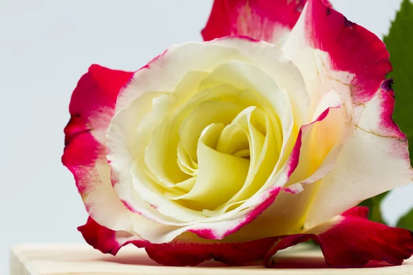 Barevné, krásné, jemné růže s podrobnostmi — Stock fotografie