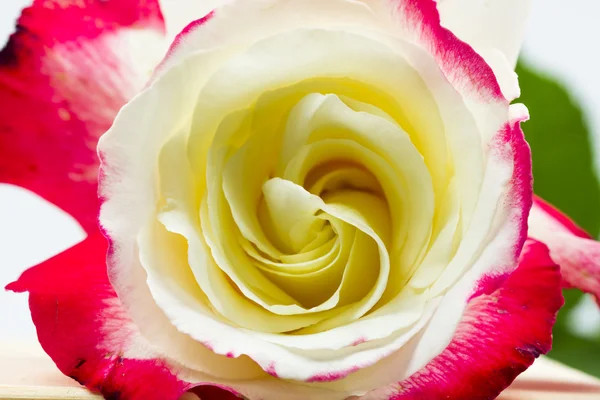 Kleurrijke, mooie, delicate rose met details — Stockfoto