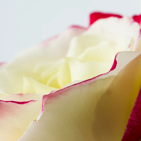 Barevné, krásné, jemné růže s podrobnostmi — Stock fotografie
