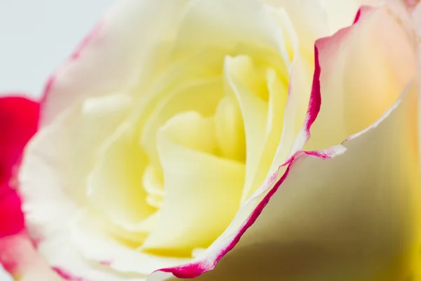 Rosa colorida, bonita, delicada com detalhes — Fotografia de Stock