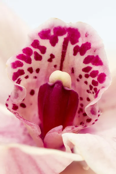 Макро-снимок красивой розовой и лиловой орхидеи — стоковое фото