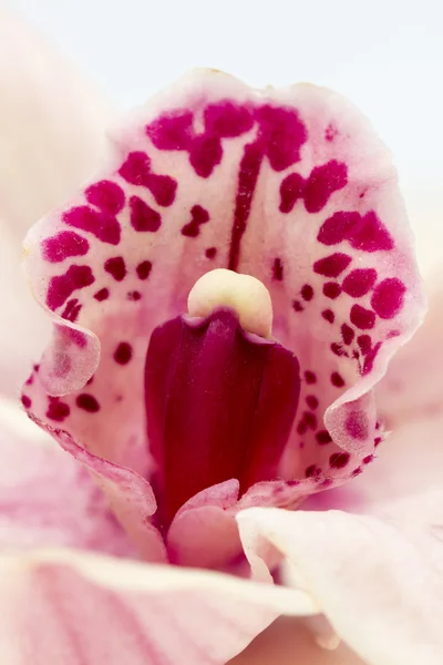 Macro shot di una bellissima orchidea rosa e malva — Foto Stock