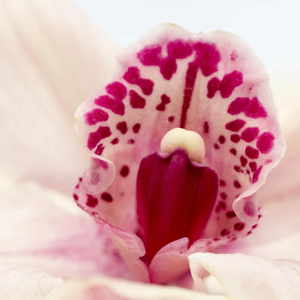 Macro tiro de uma bela orquídea rosa e malva — Fotografia de Stock