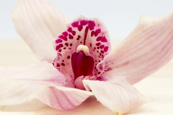 Macro tiro de uma bela orquídea rosa e malva — Fotografia de Stock